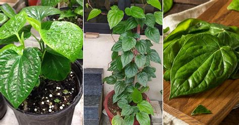 How to grow betel leaf plant .